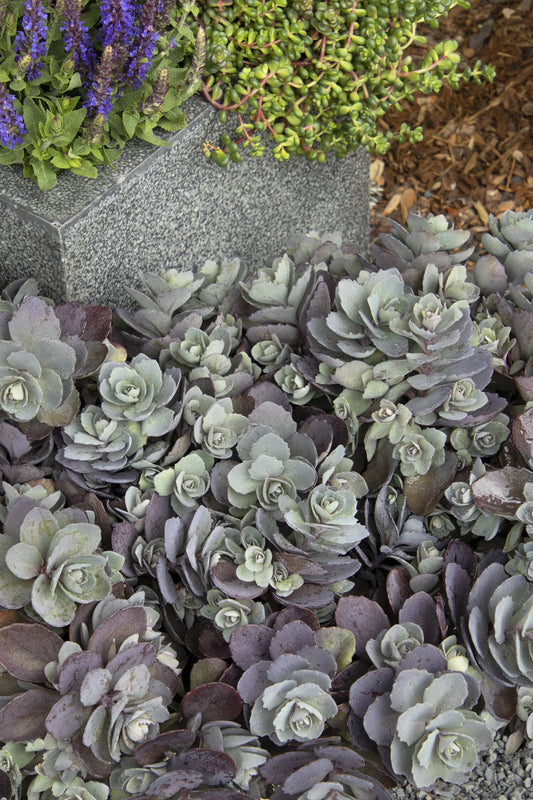 SUNSPARKLER DAZZLEBERRY SEDUM 1gal