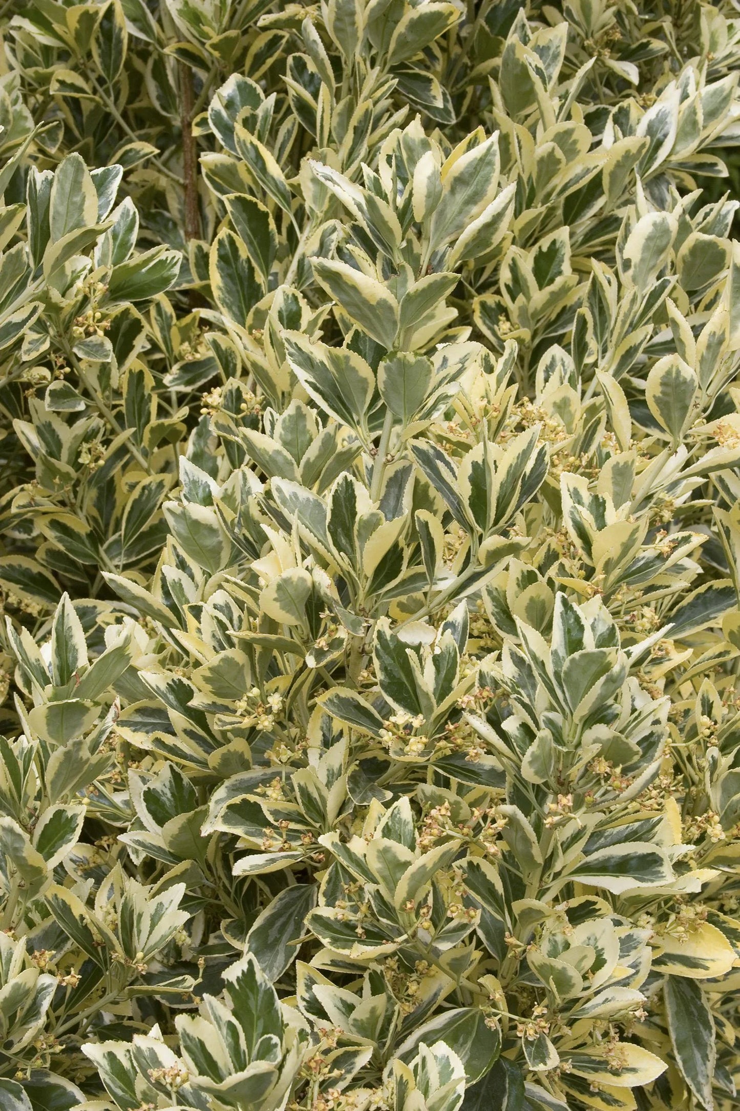 SILVER KING EUONYMUS 6gal