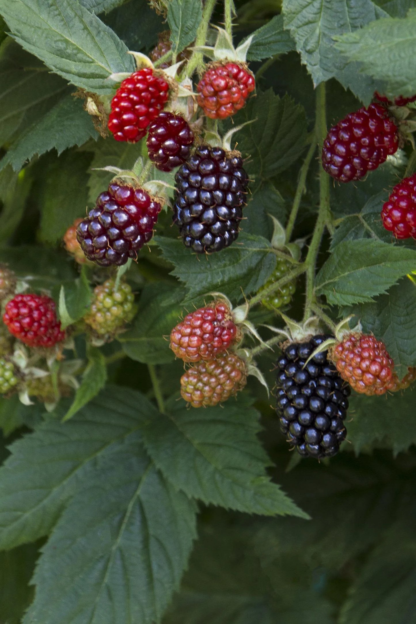 MARIONBERRY BLACKBERRY 1gal