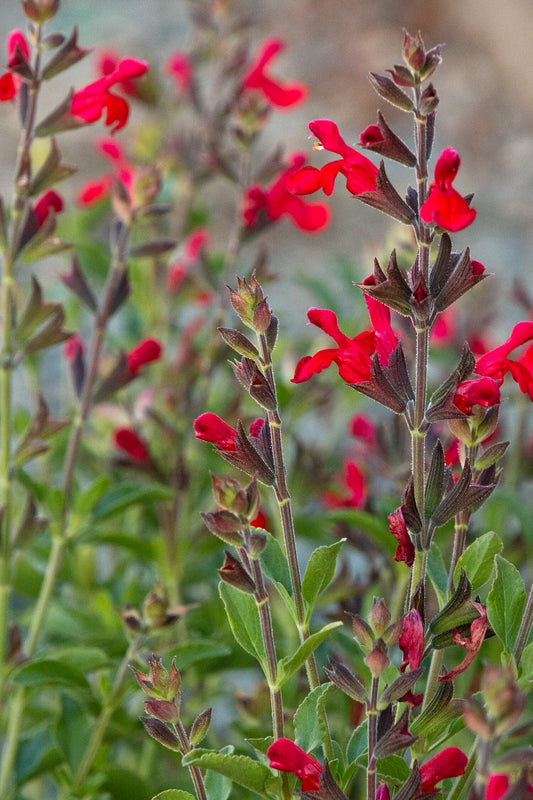 SALVIA RADIO RED 1 gal