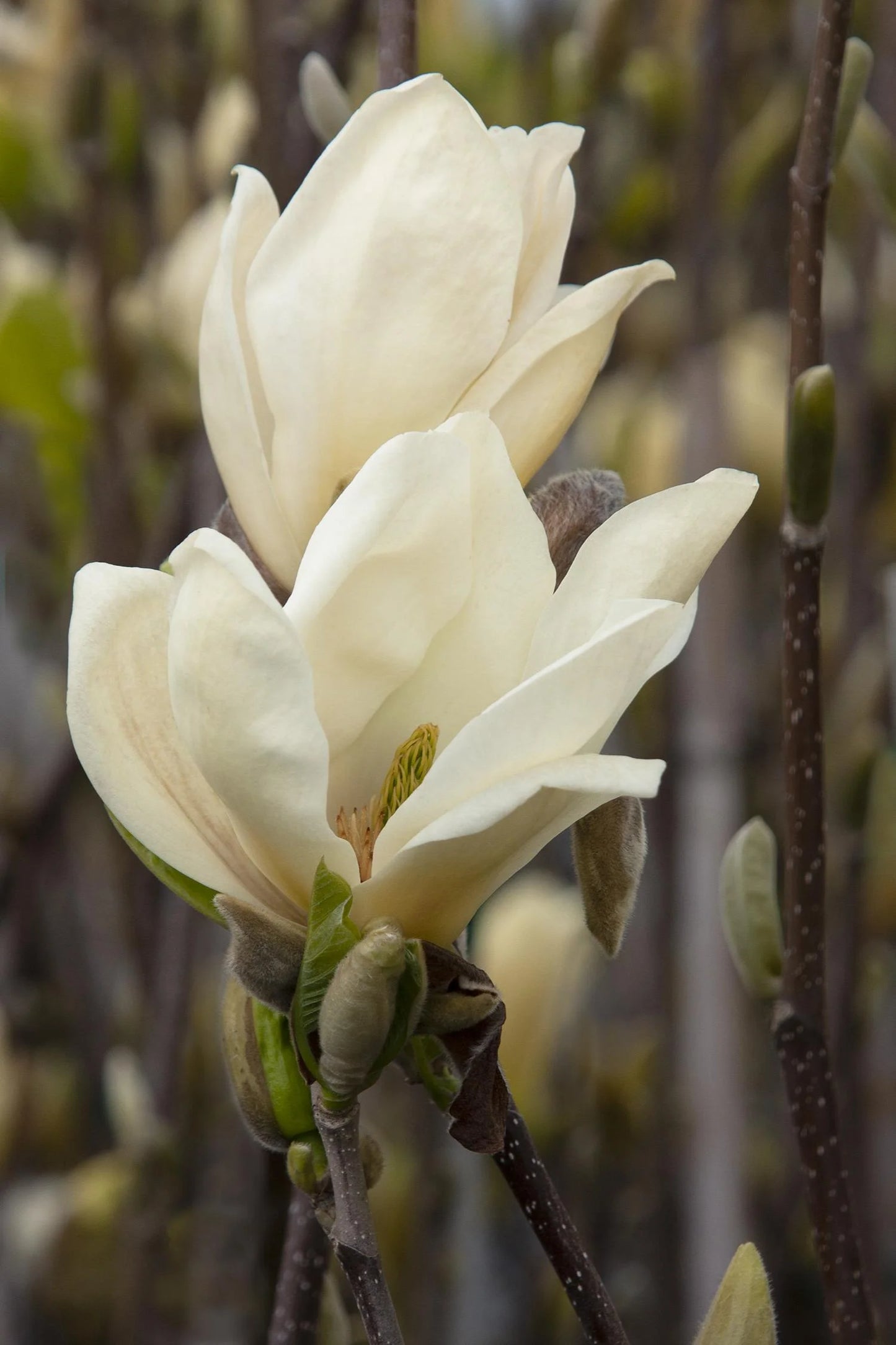 ELIZABETH MAGNOLIA TREE 5gal