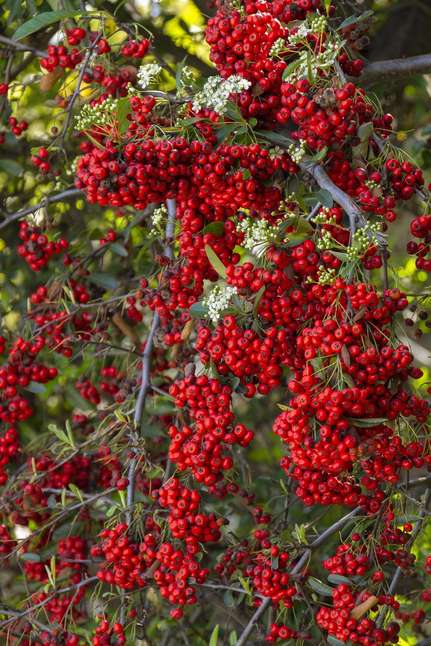 VICTORY PYRACANTHA 5gal