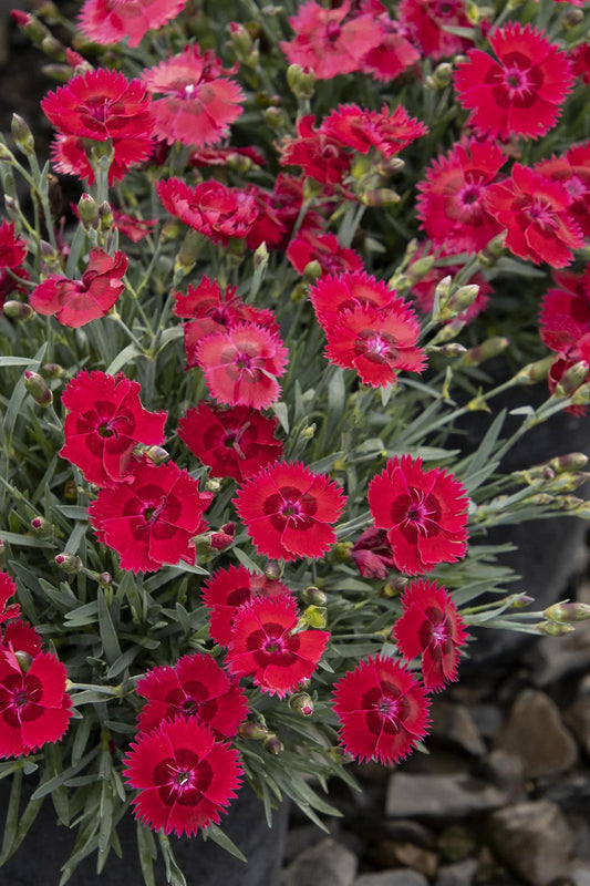 FIRESTAR IMP DIANTHUS 1gal