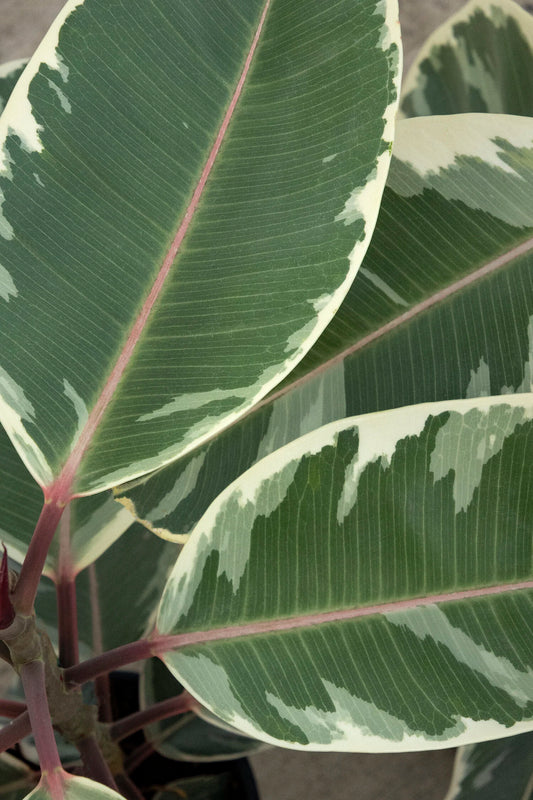 FICUS RUBBER TINEKE 3 GALLON