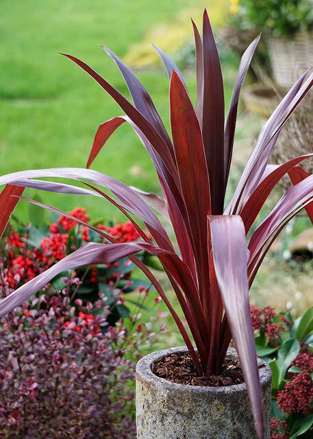 ASSORTED CORDYLINE 2gal