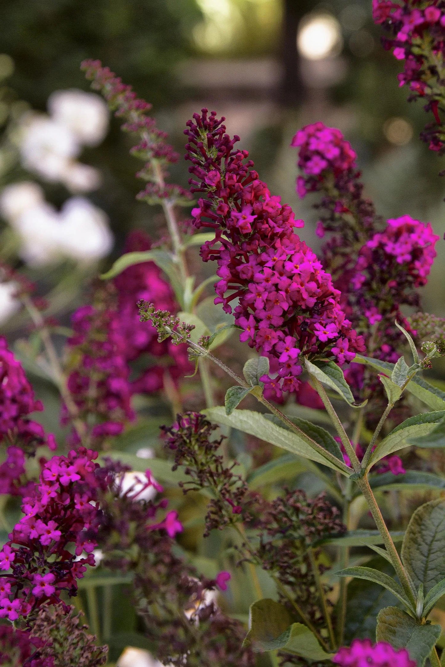 ROYAL RED BUTTERFLY BUSH PATIO TREE 5gal