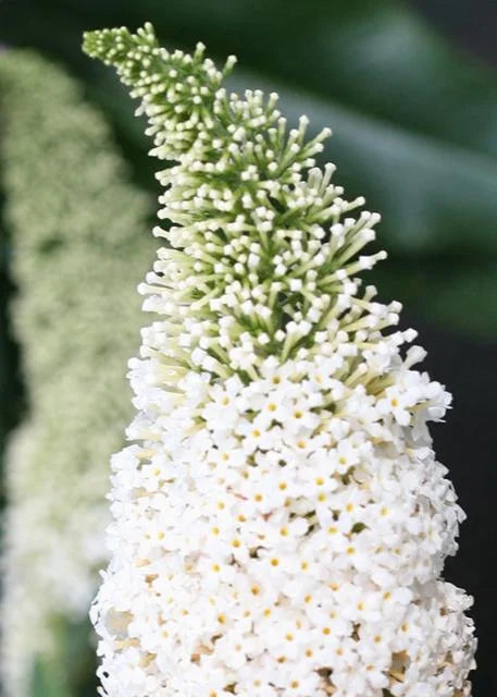 PUGSTER WHITE BUTTERFLY BUSH 3gal
