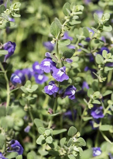 SMOKY HILLS SKULLCAP 1gal