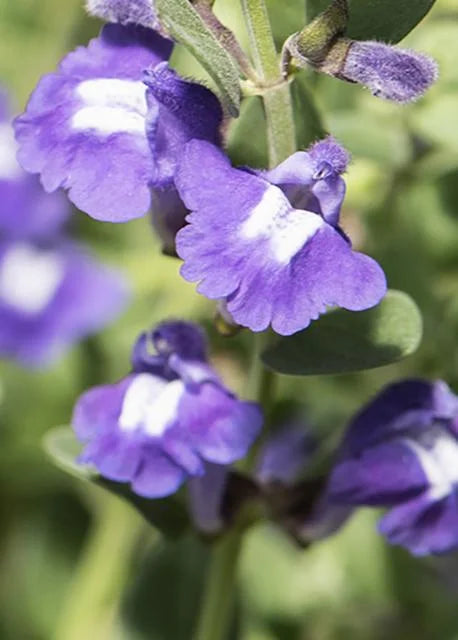 SMOKY HILLS SKULLCAP 1gal