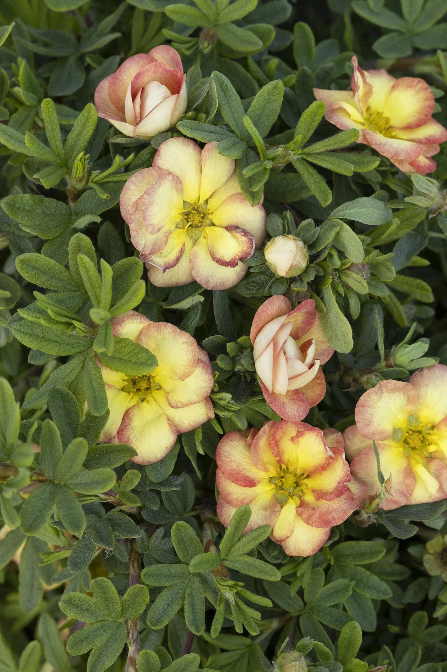 GINGERSNAP POTENTILLA 2gal