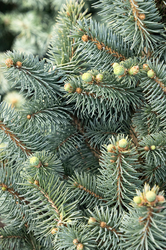 JEAN GENIE COLORADO BLUE SPRUCE 5gal