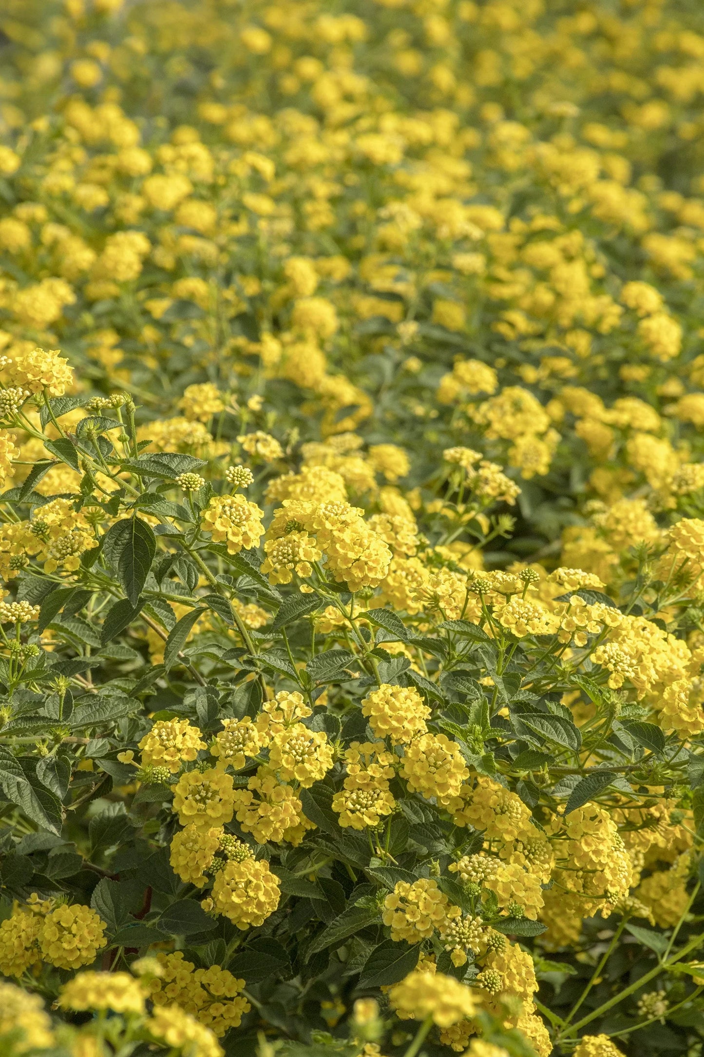CHAPEL HILL YELLOW LANTANA 1gal