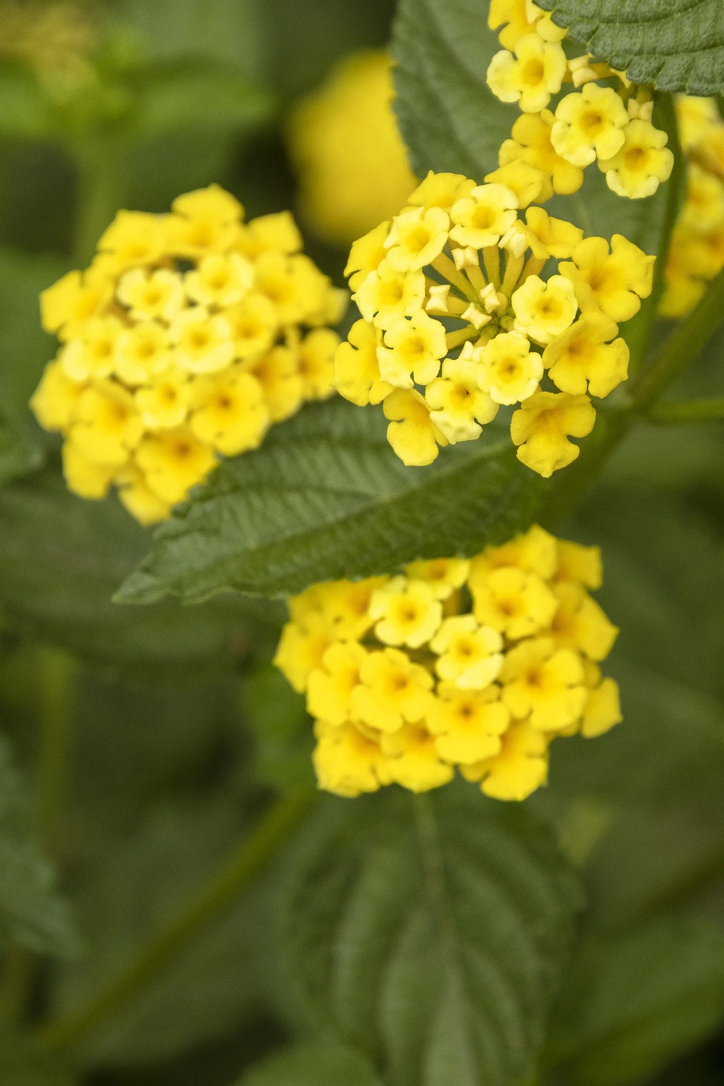 CHAPEL HILL YELLOW LANTANA 1gal