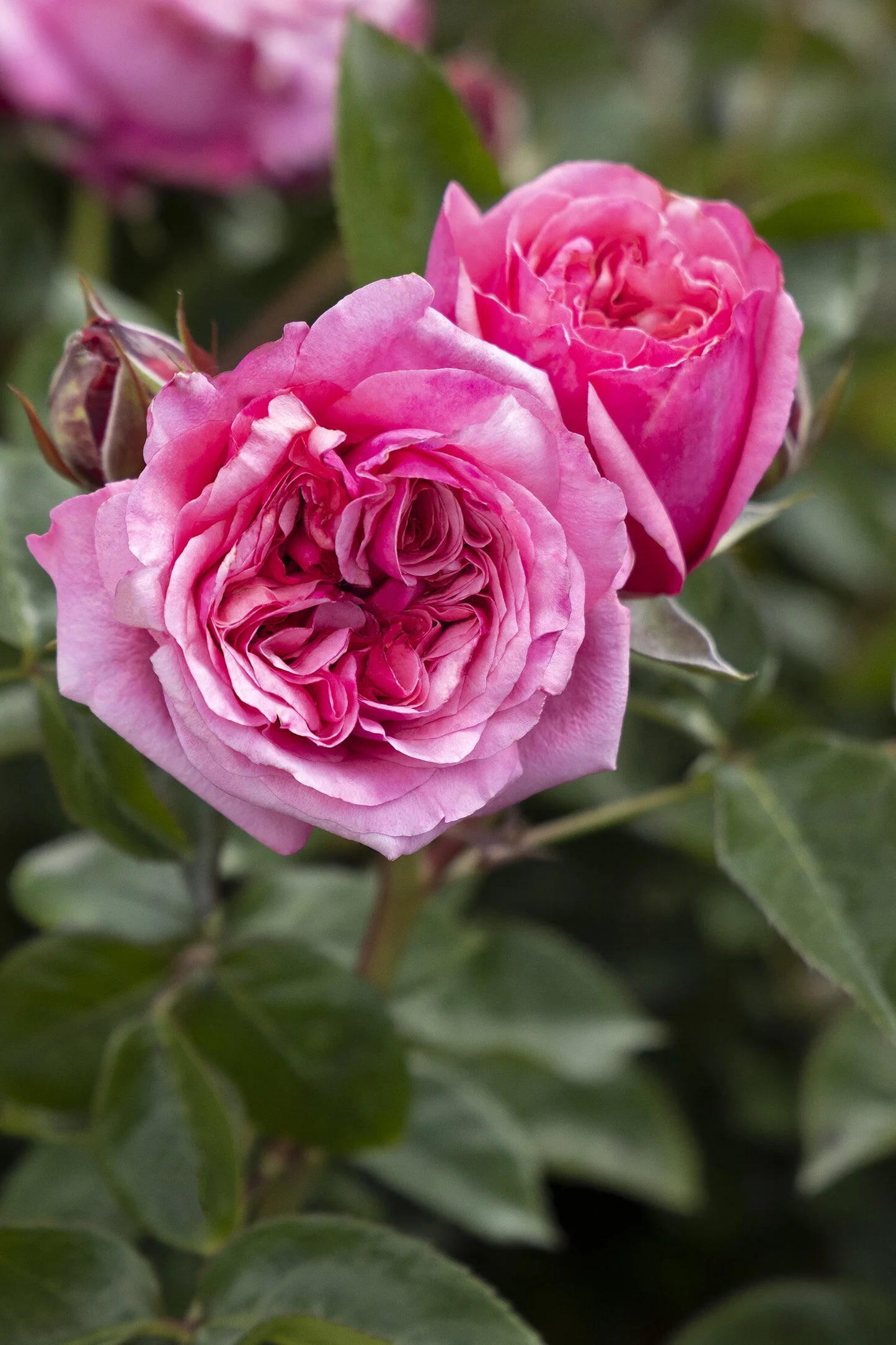 EAU DE PARFUM BLUSH ROSE 2gal