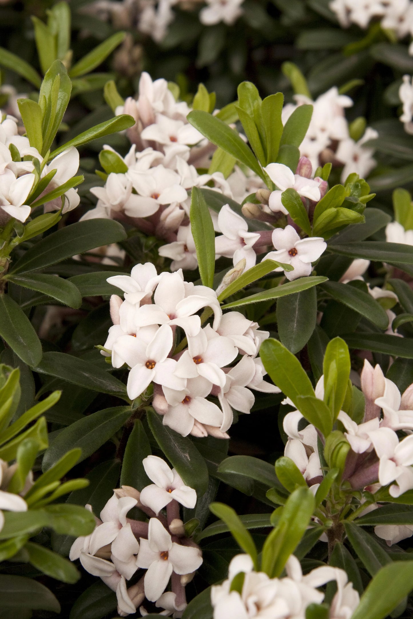 ETERNAL FRAGRANCE DAPHNE 2gal