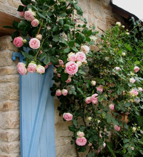 EDEN CLIMBING ROSE 2gal