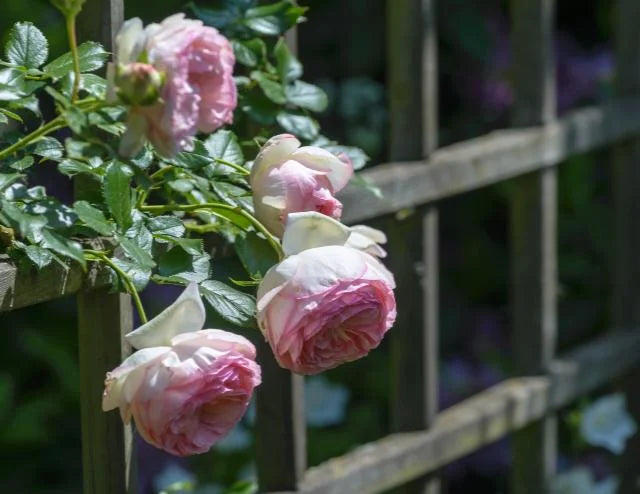 EDEN CLIMBING ROSE 2gal