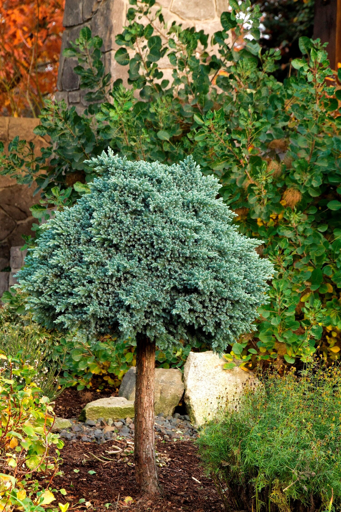 BLUE STAR JUNIPER 3gal
