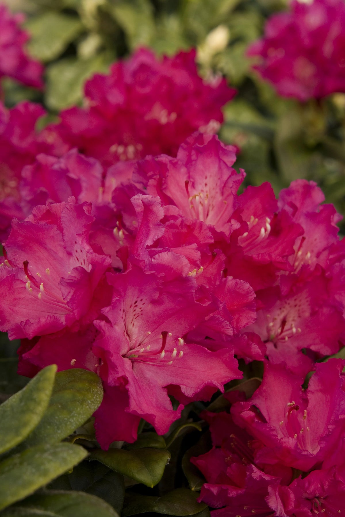 Helliki Rhodo HELLIKKI RHODODENDRON 2gal – Watters Garden Center