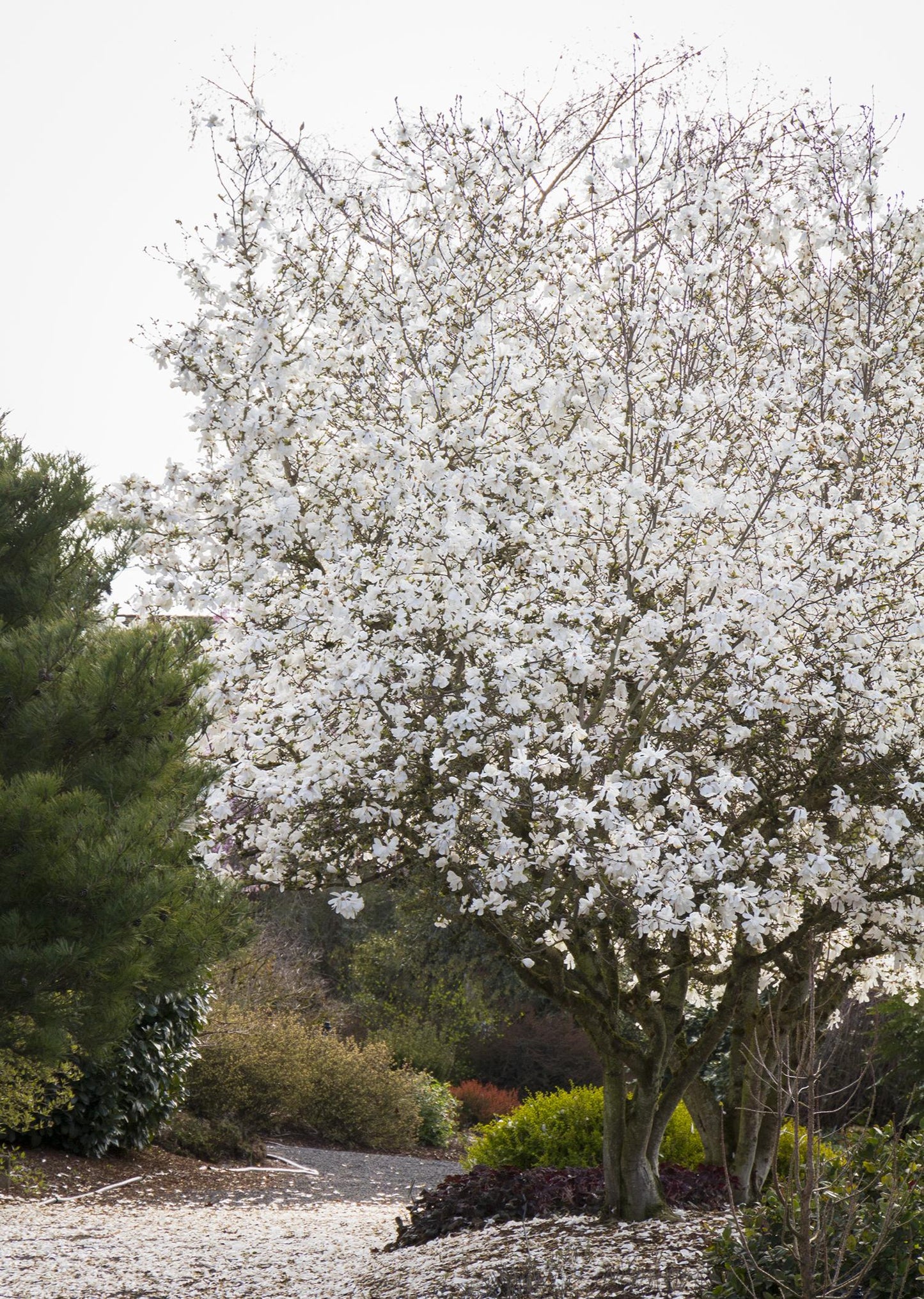 ROYAL STAR MAGNOLIA 2gal