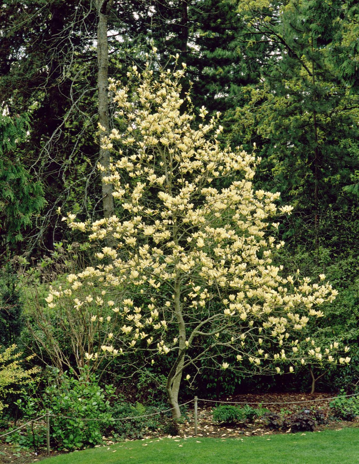 ELIZABETH MAGNOLIA TREE 5gal