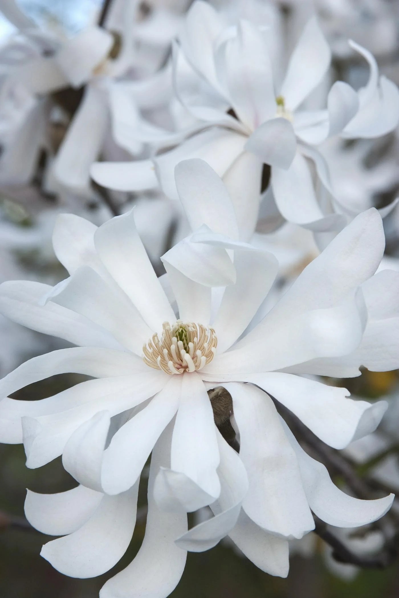 ROYAL STAR MAGNOLIA 2gal