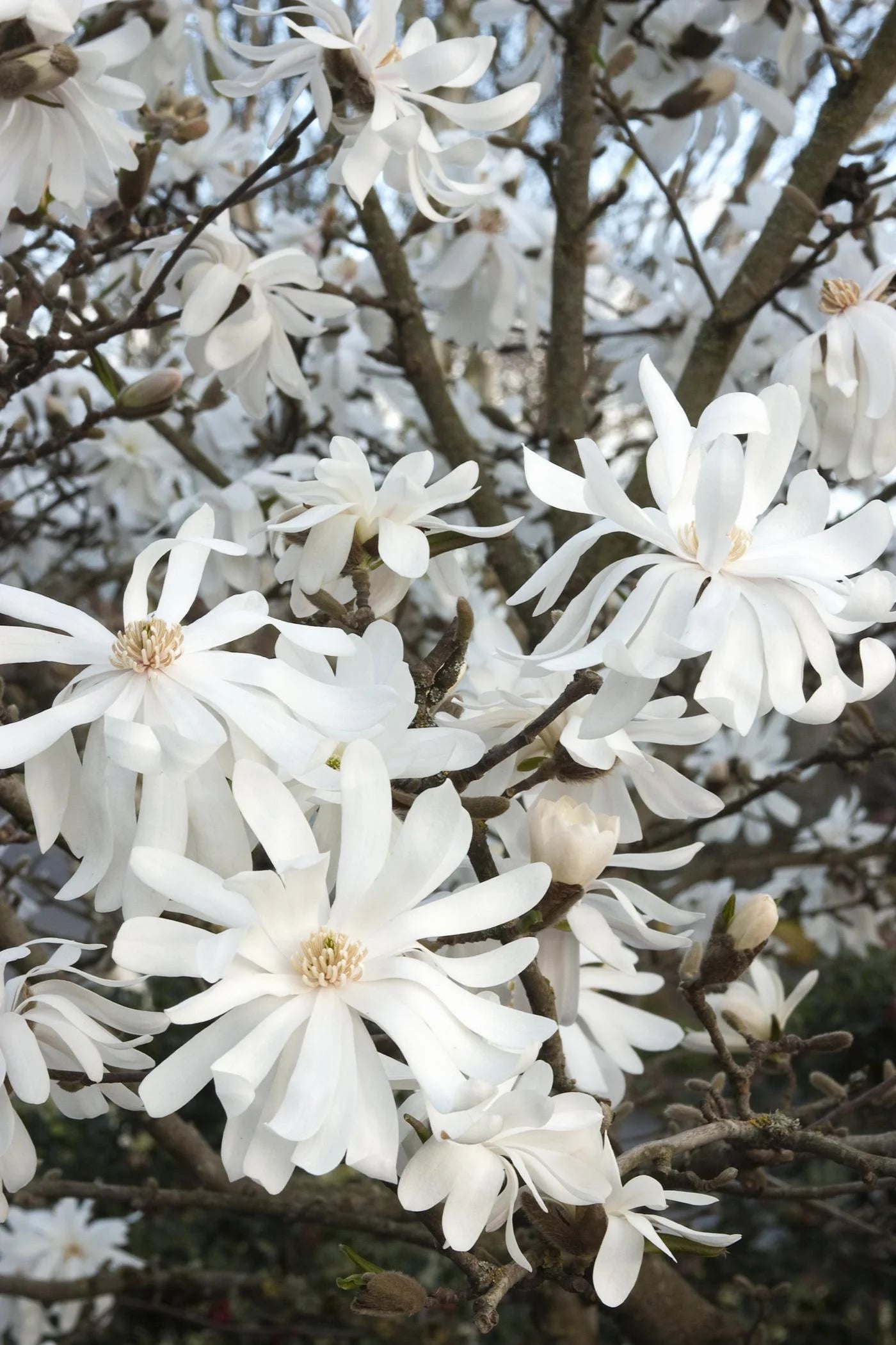 ROYAL STAR MAGNOLIA 2gal