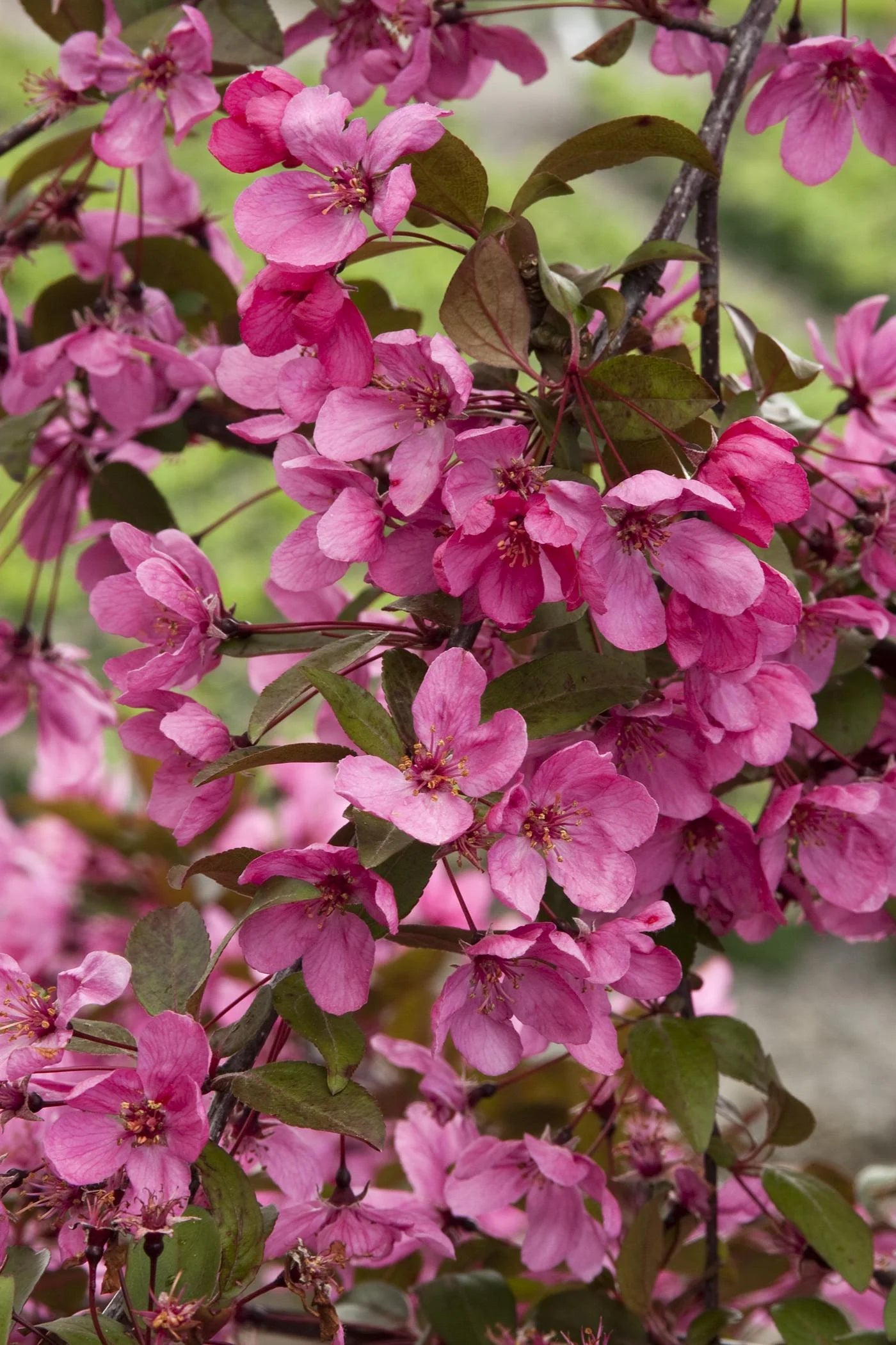 PRAIRIFIRE CRABAPPLE TREE 7gal