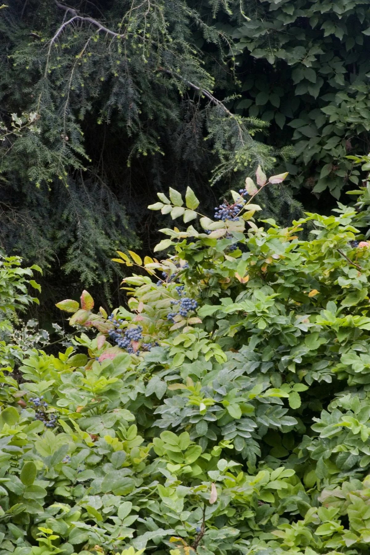 Watters Garden Center Creeping Darkstar Mahonia - Thumbnail 5