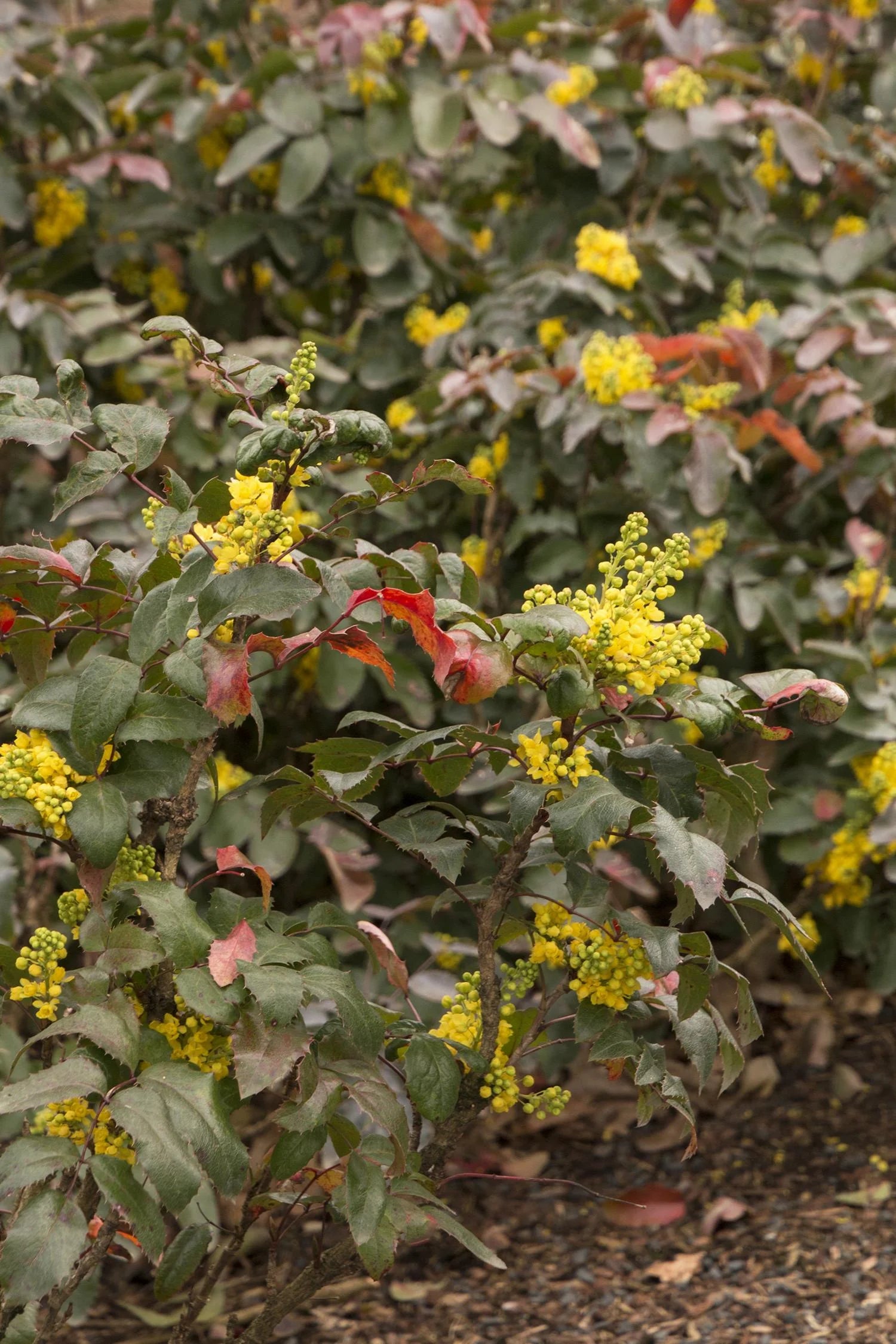 Watters Garden Center Creeping Darkstar Mahonia - Thumbnail 4