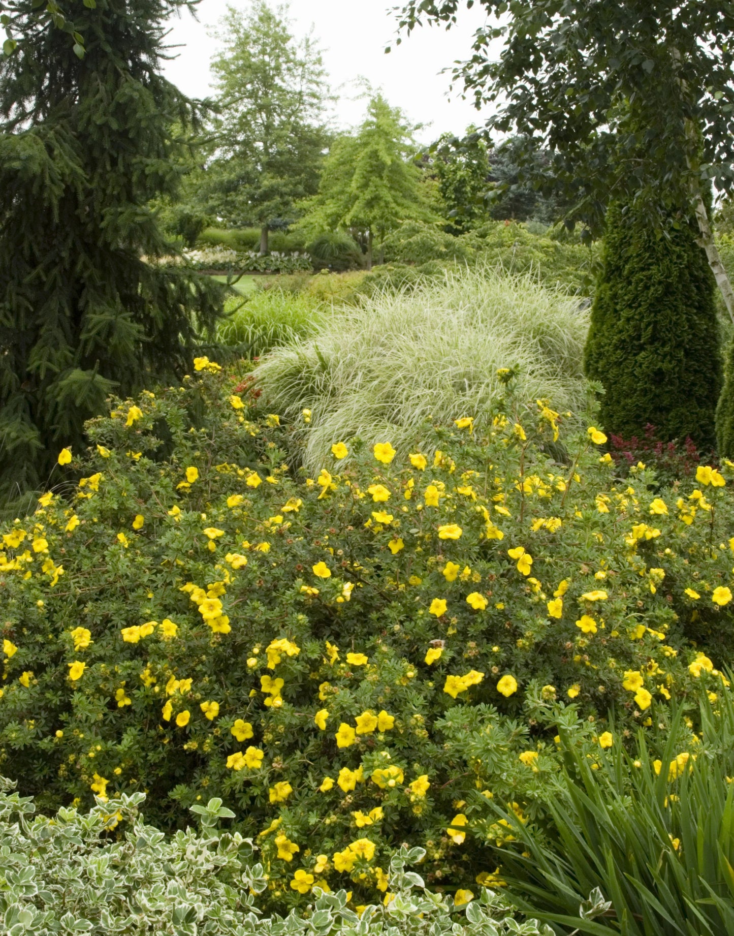 GOLDFINGER POTENTILLA 1gal