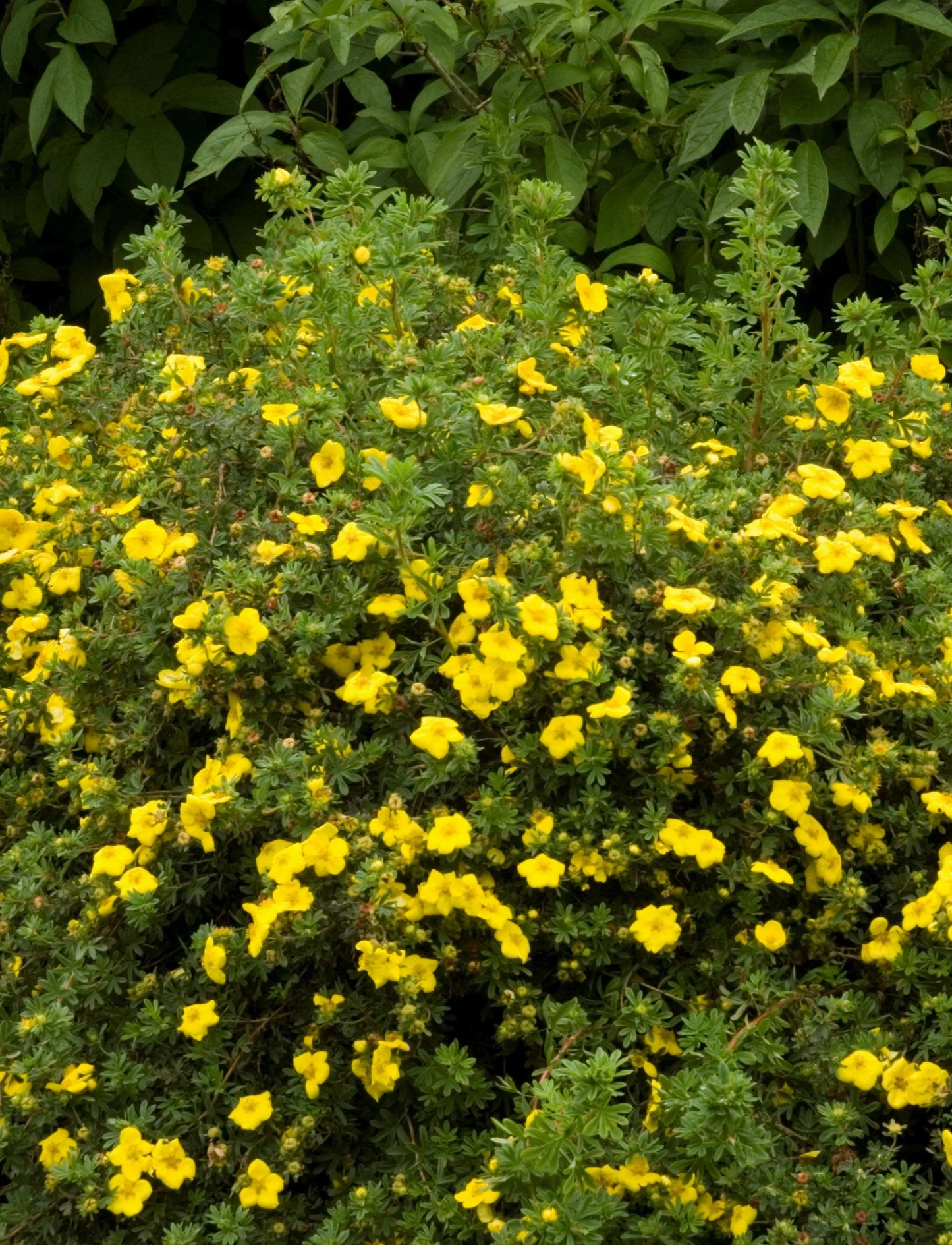 GOLDFINGER POTENTILLA 1gal