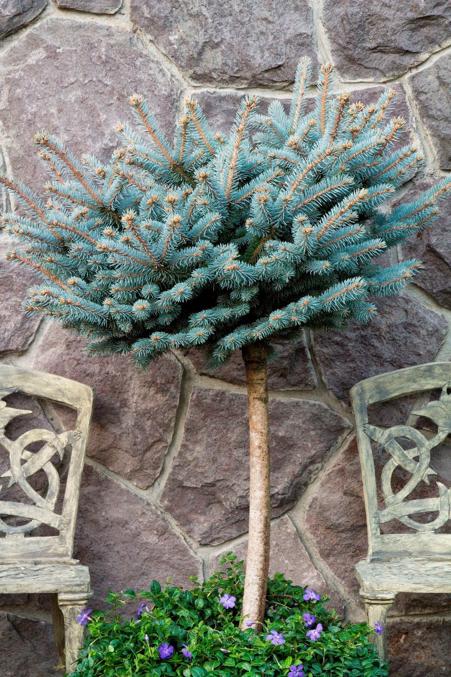 GLOBE BLUE SPRUCE 2gal