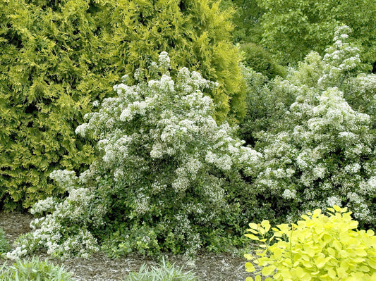 LOWBOY PYRACANTHA 5gal