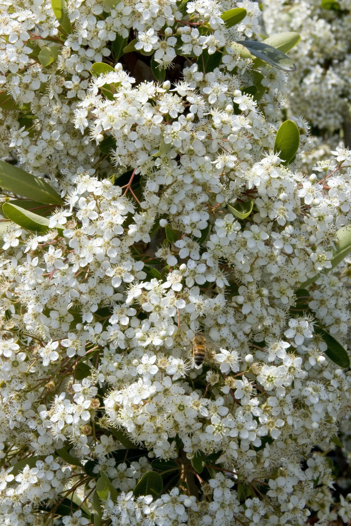 VICTORY PYRACANTHA 5gal