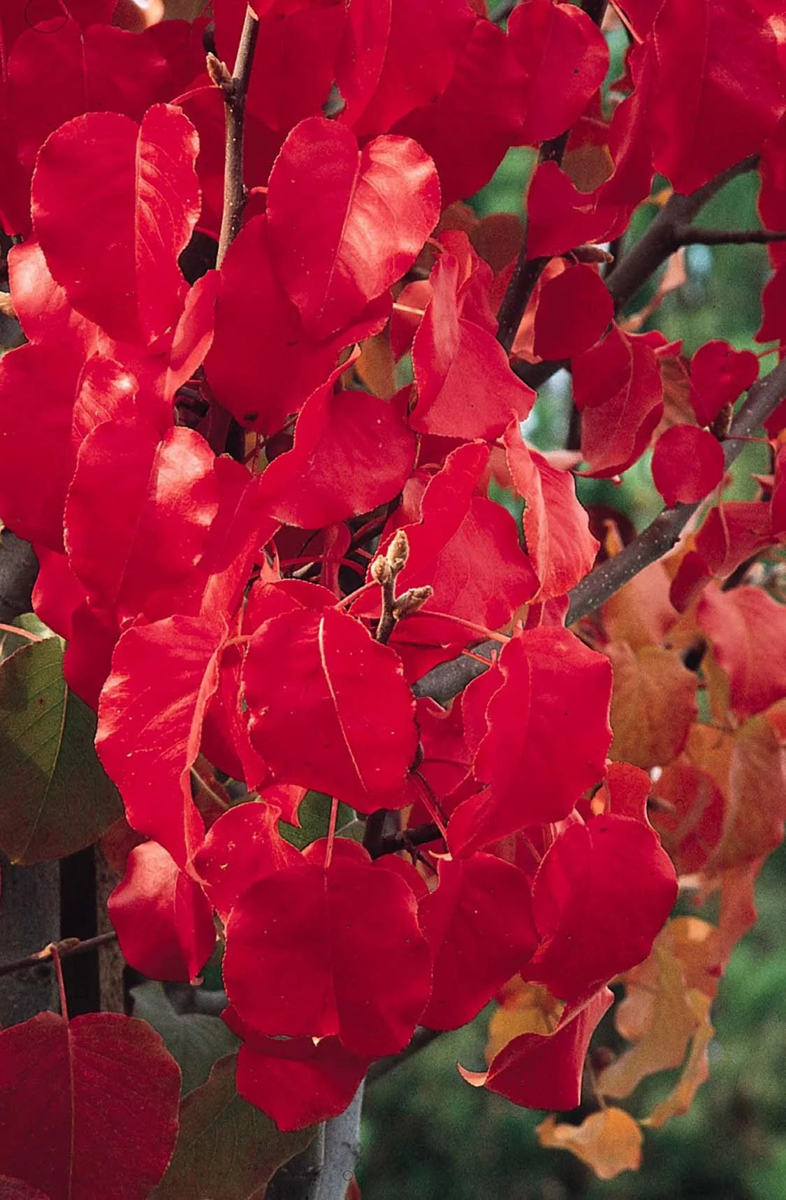 BRADFORD FLOWERING PEAR TREE 15gal
