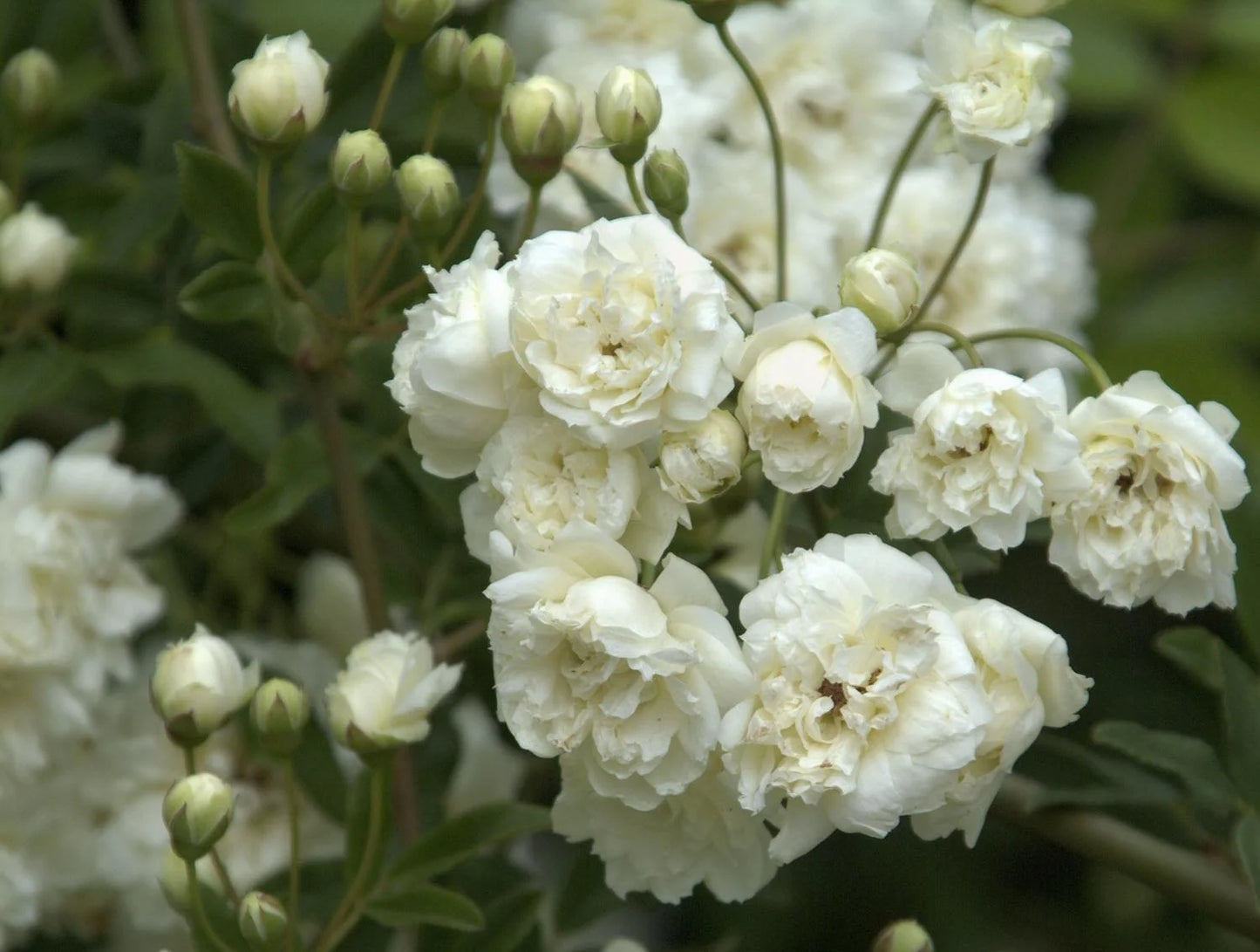 WHITE LADY BANKS CLIMBING ROSE 2gal