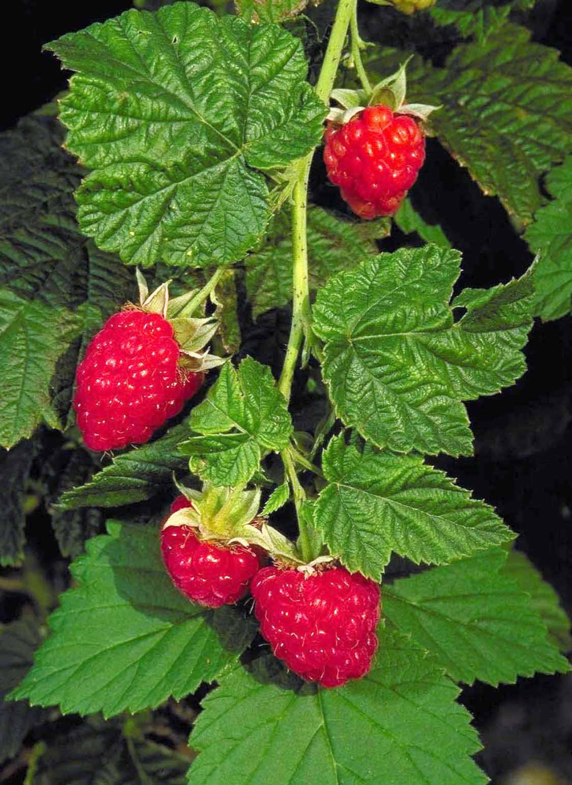 CANBY RED RASPBERRY 2gal