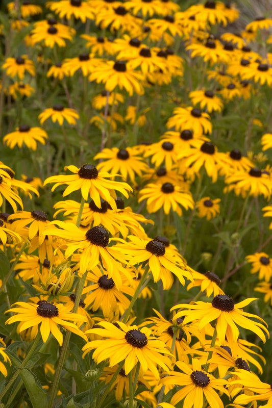 GOLDSTURM RUDBECKIA 1 GAL