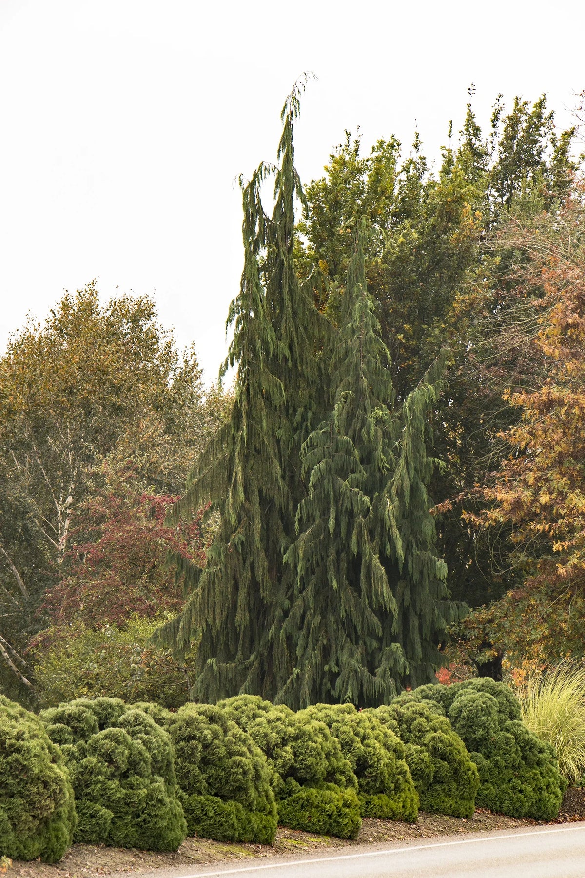 DANICA THUJA 2gal