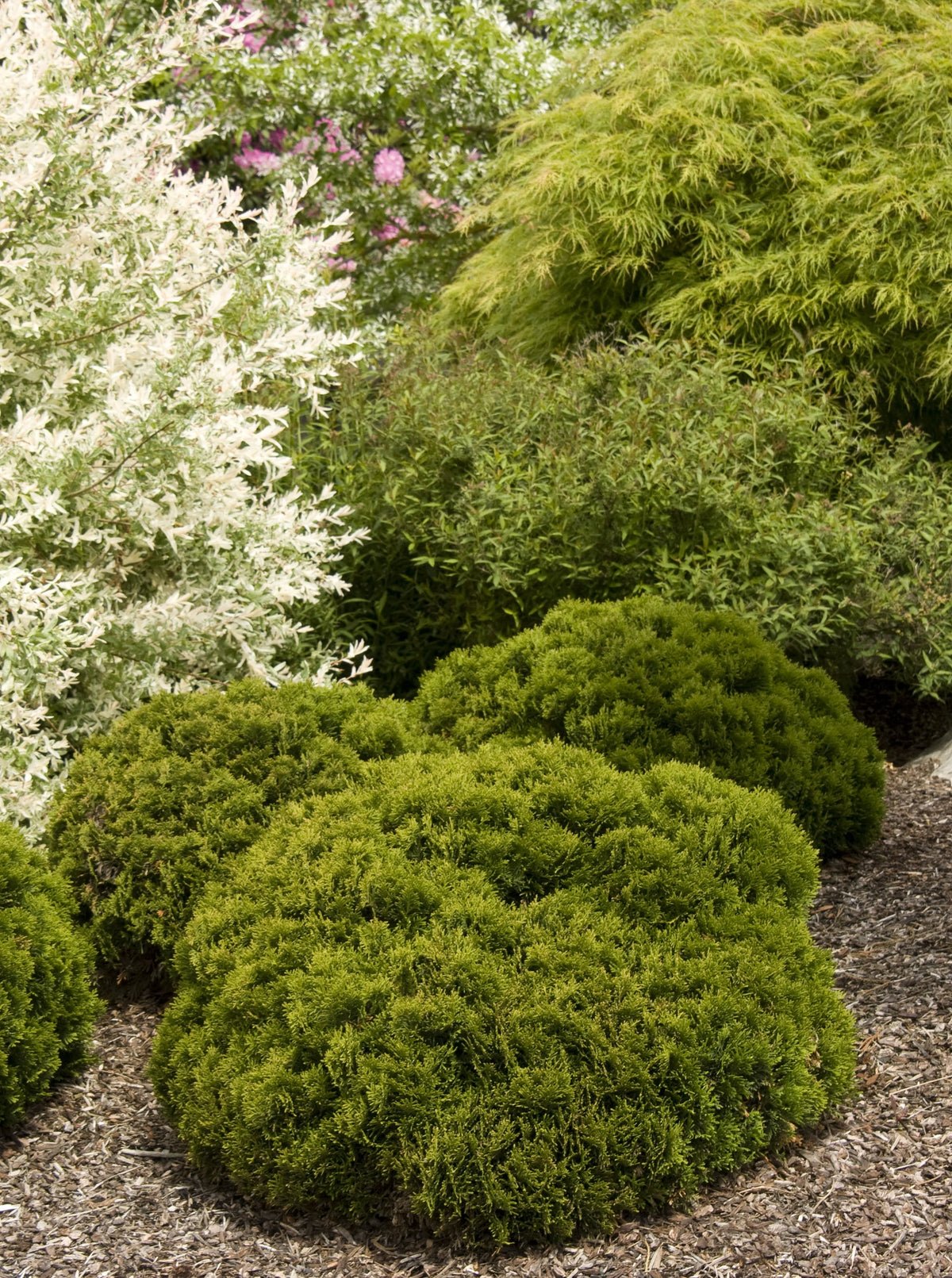 DANICA THUJA 2gal