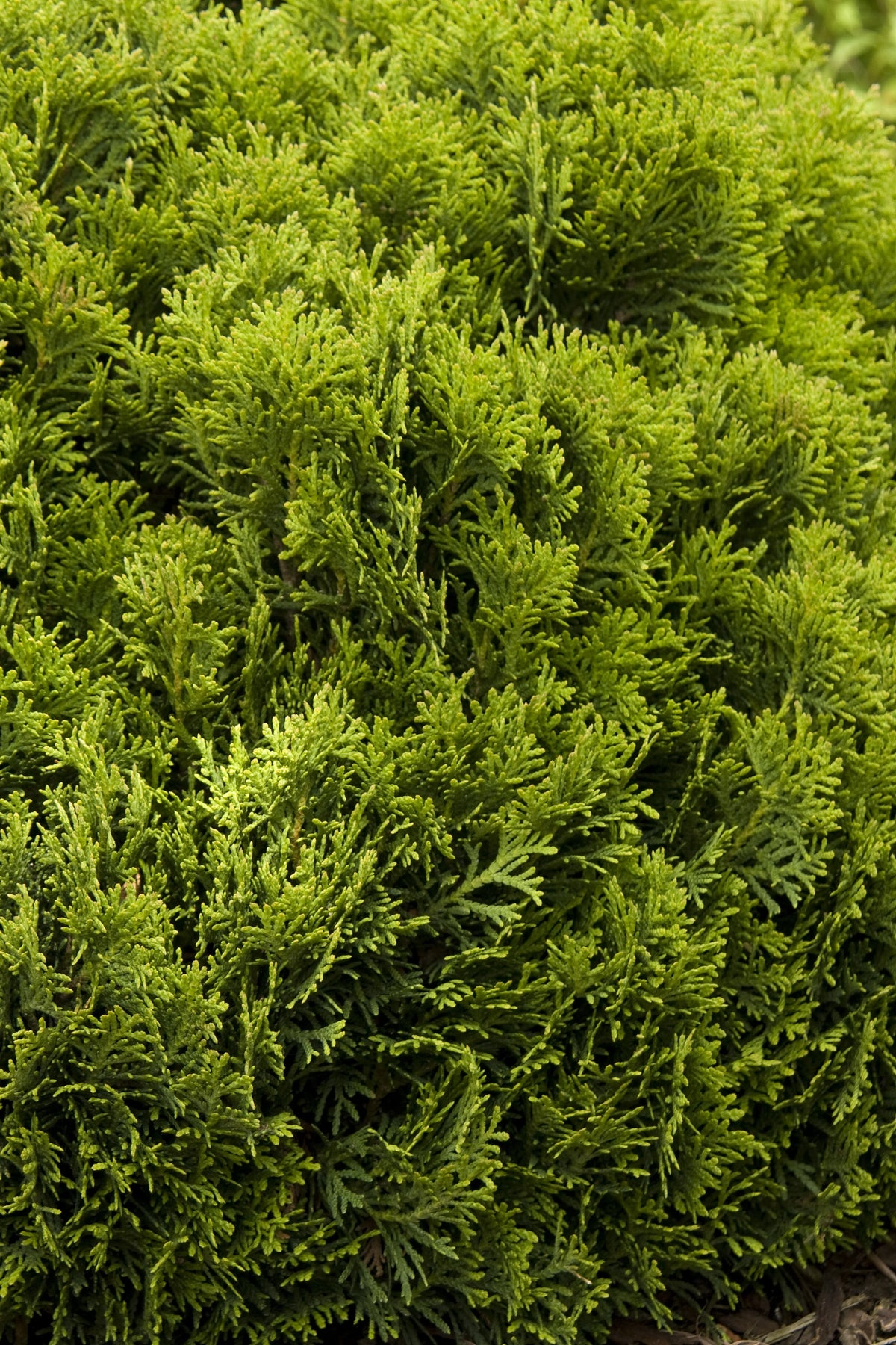DANICA THUJA 2gal