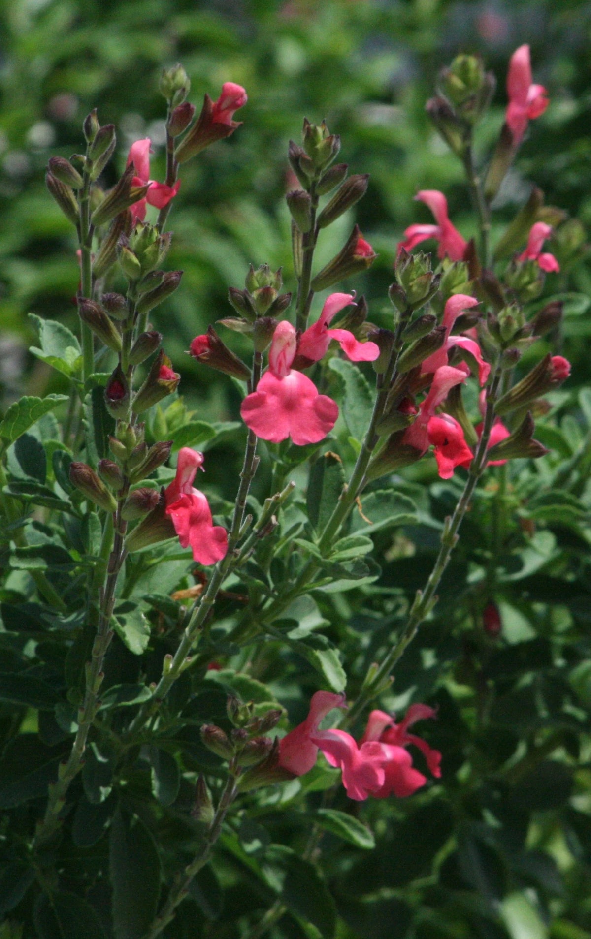 HEATWAVE BLAST SALVIA 1gal