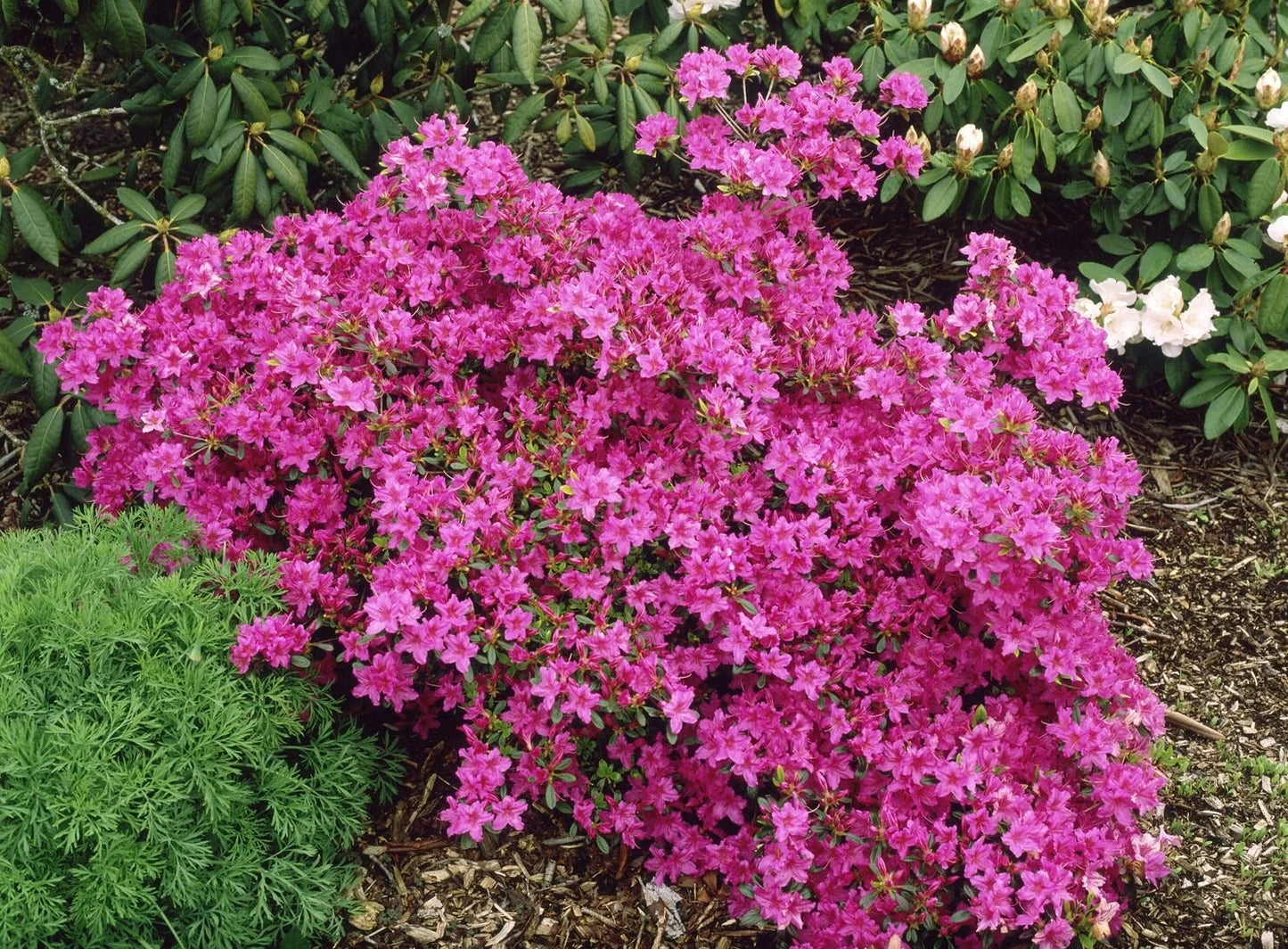 Karen Azalea (AZALEA KAREN) - 3 gallon 15"