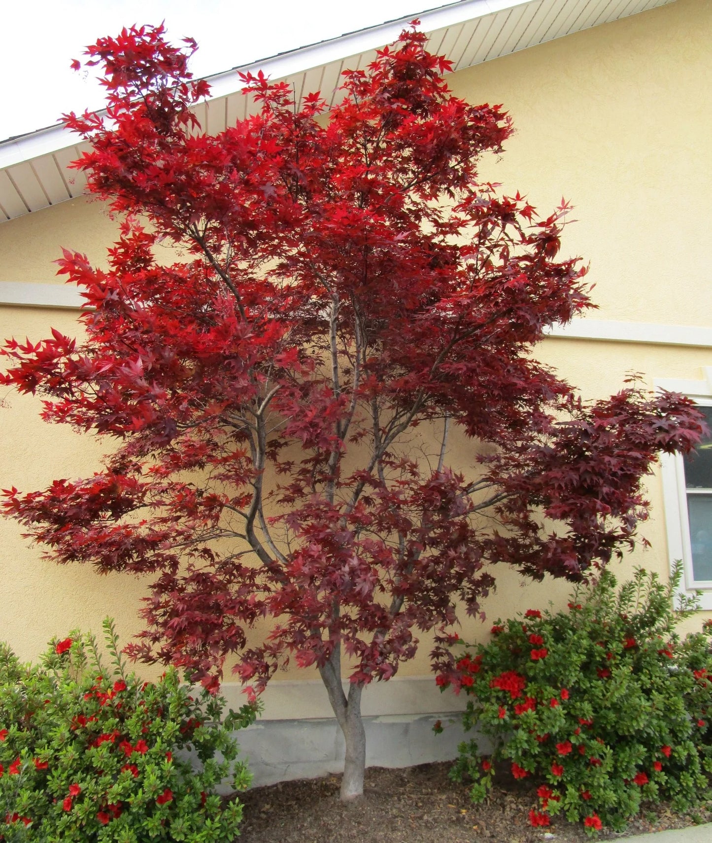 EMPEROR JAPANESE MAPLE 10gal