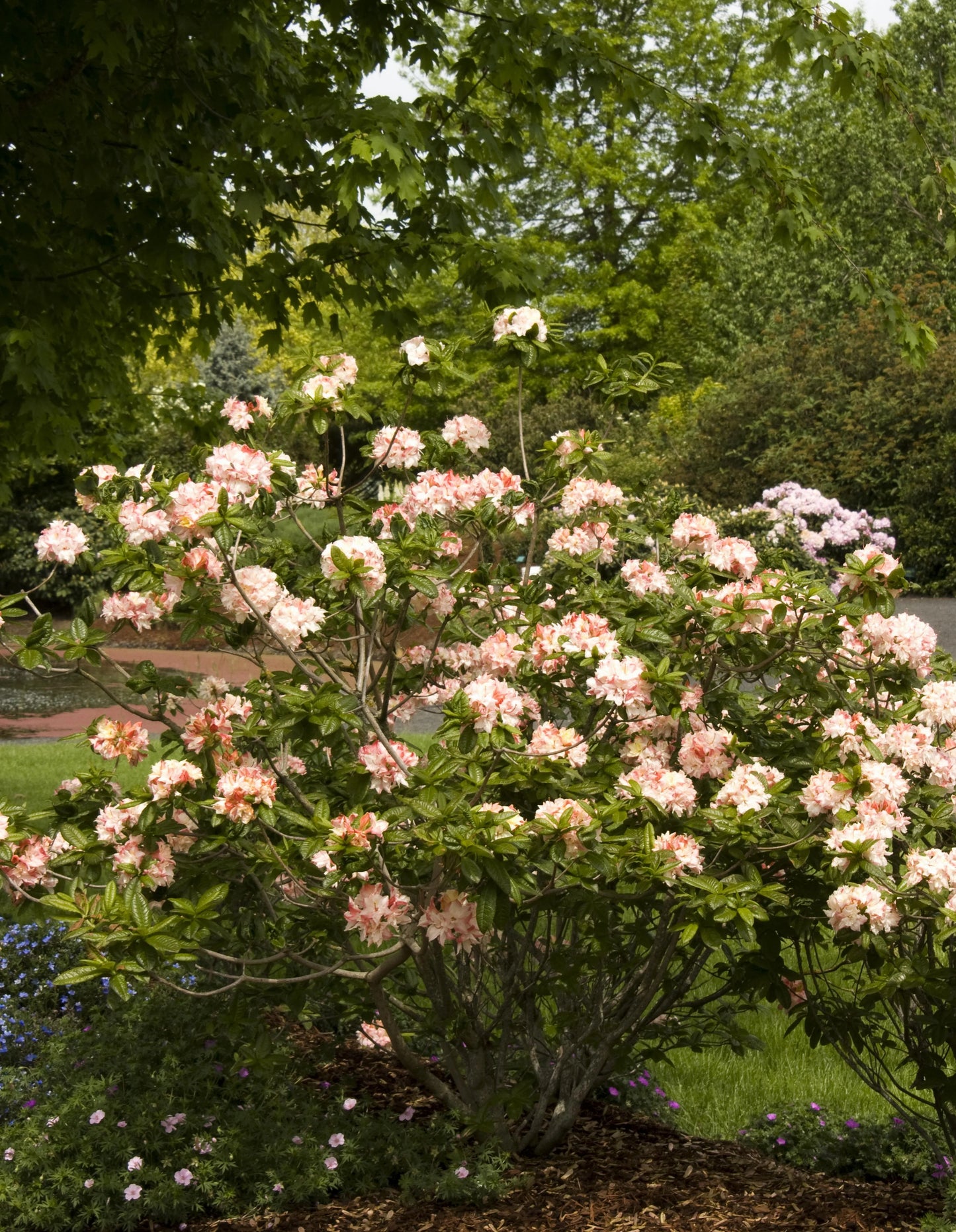 CANNONS DOUBLE AZALEA 3gal