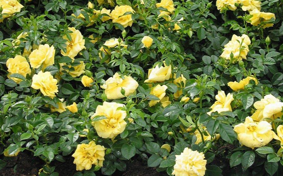 YELLOW CARPET ROSE 2gal