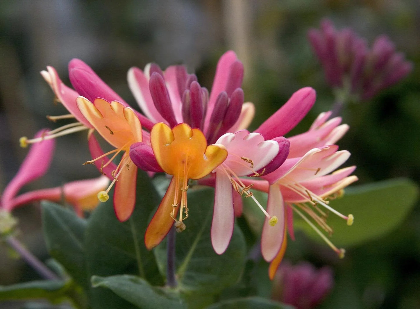 GOLDFLAME HONEYSUCKLE 2gal