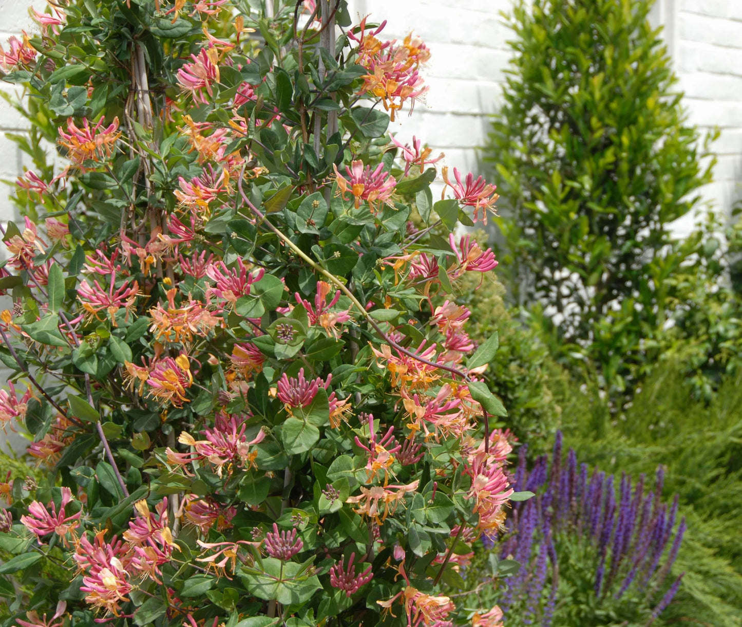 GOLDFLAME HONEYSUCKLE 2gal