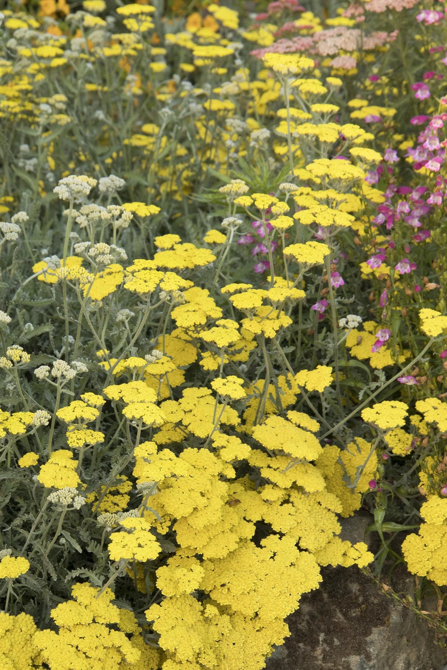 MOONSHINE YARROW 1gal